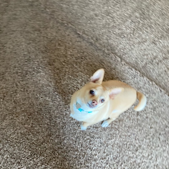 Meet your Posher, Angela - Picture 3 of 5